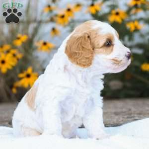 Cassie F1B, Cavapoo Puppy